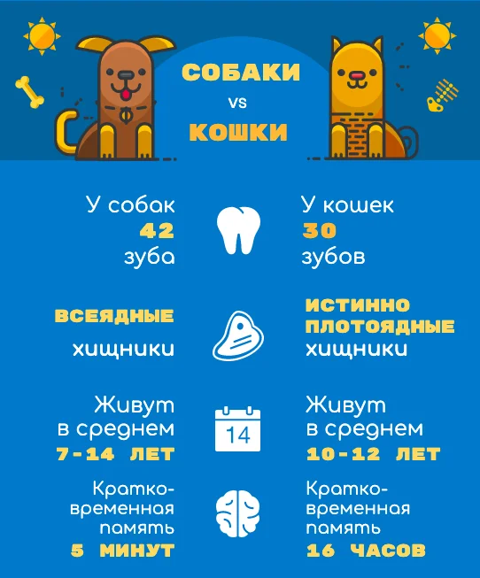 Инфографика-сравнение собак и кошек